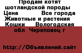 Продам котят шотландской породы › Цена ­ 2 000 - Все города Животные и растения » Кошки   . Вологодская обл.,Череповец г.